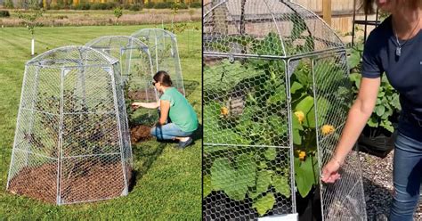 Barriers to protect garden plants from chickens.